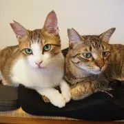 いなほの画像