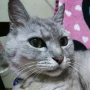 よっちゃん
