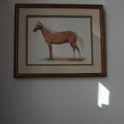 Pの画像