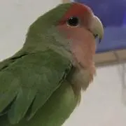 ベジ太郎