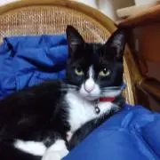 ねこ猫ねこの画像