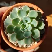 ヒナハ✫✫の画像