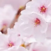 Kannaの画像