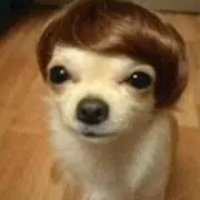 かの画像