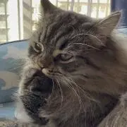 かちま
