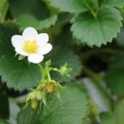 berry*の画像