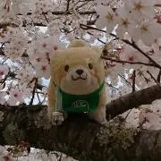 めめのん*＊断捨離中*✲゜*プロフ必読！の画像
