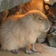 カピバラの画像