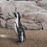 しいたけの画像