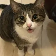 どら焼き