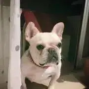 りょうさくの画像