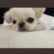 クレしん
