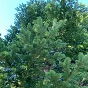 KANOの画像