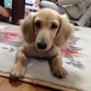 えみちゃんの画像