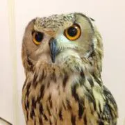 ファンタジーの画像