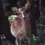 シェリー