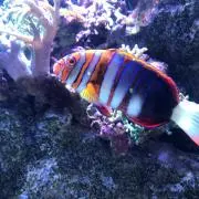 みいやんの画像