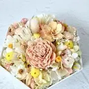ここきのの画像