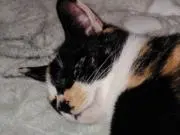 ヒロピの画像
