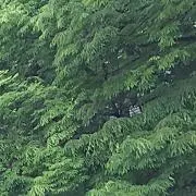 すずの画像