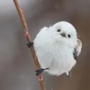 AnGeL【まとめ買いもできます！】の画像