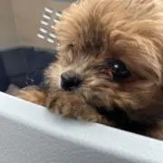 ちょこの画像