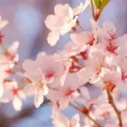 sakura