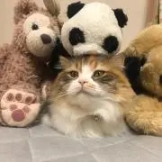 きなこ