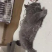 ͛℞の画像