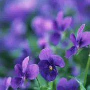 ゜+.*ʚmaɞ*.+゜