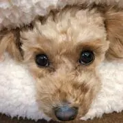 たくの画像