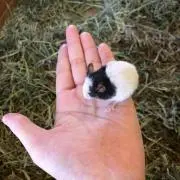 ぴー