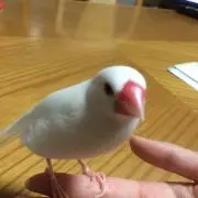 さとりんの画像