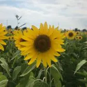 あんなの画像