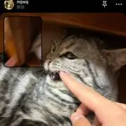 くろまめの画像