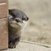 ナツキ