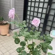グリーンローズの画像