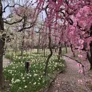 おねここの画像