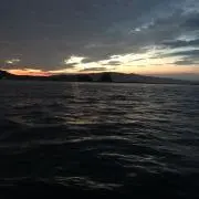 鮎
