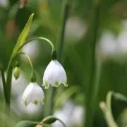 hirometsrn