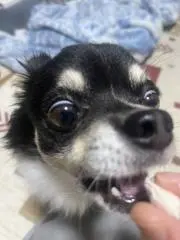 あまともの画像