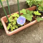 ちびくまちゃんの画像