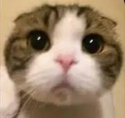 こめの画像