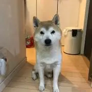 フー