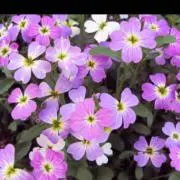 パーク（プロフィール読んで下さい）の画像