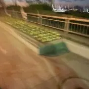 フェルの画像