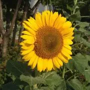 mykの画像