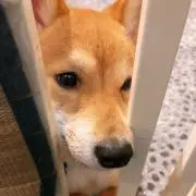 みぱの画像
