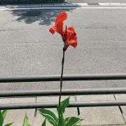 よんじの画像