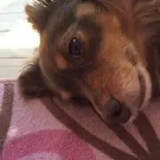 いぬ